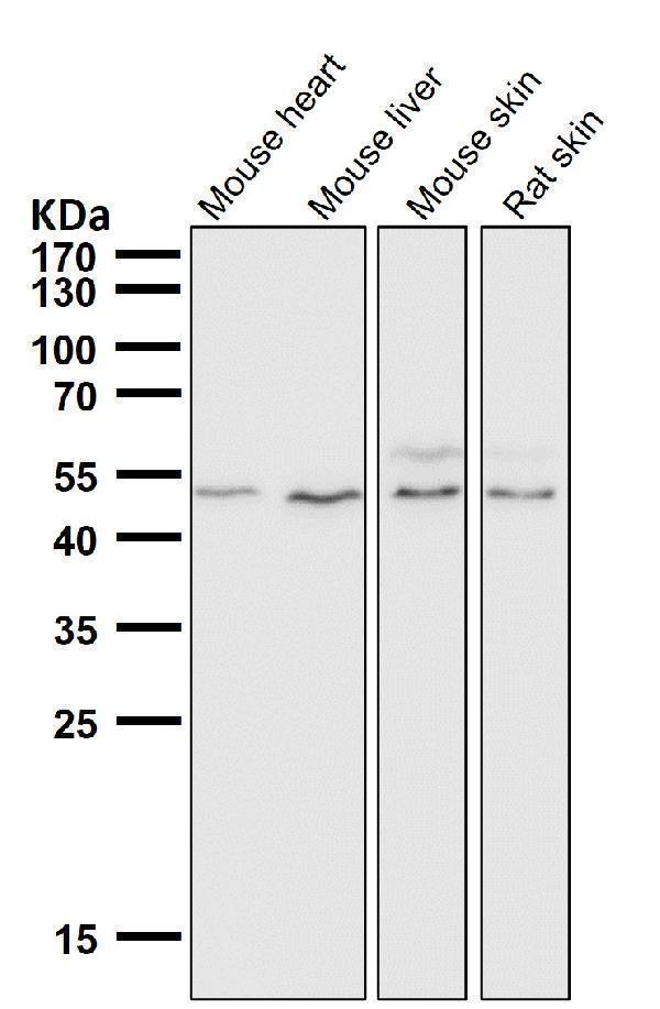 All lanes use the Antibody at 1:3K dilution for 1 hour at room temperature