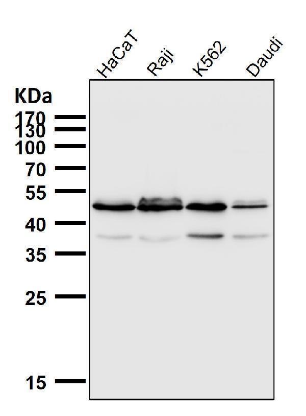 All lanes use the Antibody at 1:3K dilution for 1 hour at room temperature