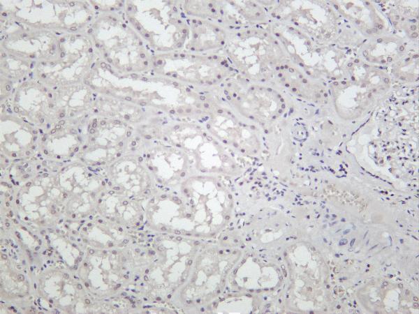 Human kidney was stained with Anti-Polycomb Protein SUZ12 rabbit antibody