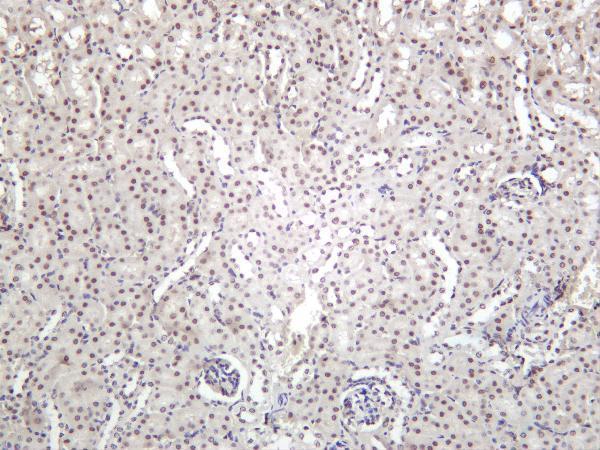 Mouse kidney was stained with Anti-Polycomb Protein SUZ12 rabbit antibody