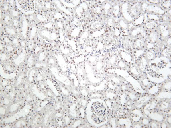Rat kidney was stained with Anti-Polycomb Protein SUZ12 rabbit antibody
