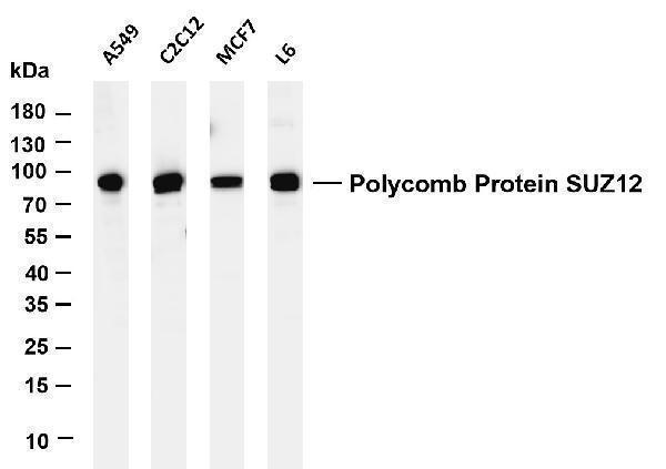 m00583 3 suz12 primary antibodies wb testing 1