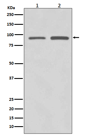 Western blot analysis of SUZ12 expression in (1) HeLa cell lysate; (2) SW480 cell lysate