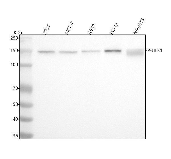 m00584s556 p ulk1 primary antibodies wb testing 1