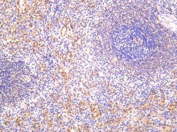 Human spleen was stained with anti-Integrin β3 rabbit antibody