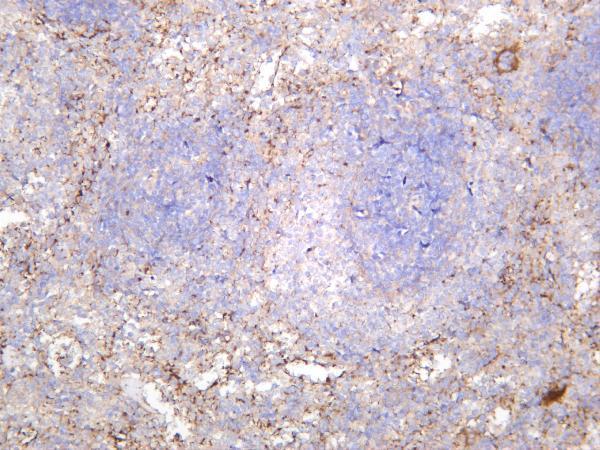 m00587 3 itgb3 primary antibodies ihc testing 4