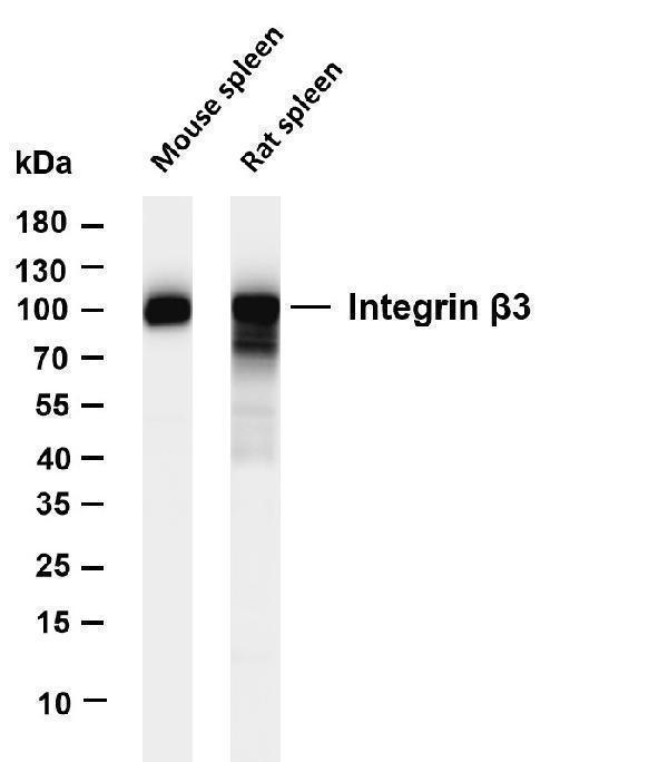 m00587 3 itgb3 primary antibodies wb testing 1
