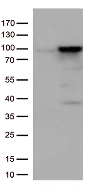 m00589 1 anti ewsr1 mouse monoclonal antibody clone id oti3f6 wb testing 1