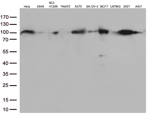 m00589 1 anti ewsr1 mouse monoclonal antibody clone id oti3f6 wb testing 2