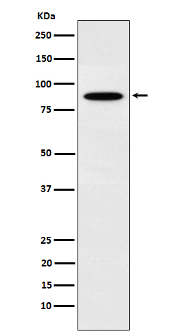 Western blot analysis of EWSR1 expression in K562 cell lysate