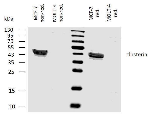 Western blotting analysis of human clusterin using mouse monoclonal antibody Hs-3 on lysates of MCF-7 cell line and MOLT-4 cell line (clusterin non-expressing cell line; negative control) under non-reducing and reducing conditions