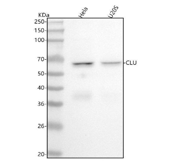 Western blot analysis of Clusterin using anti-Clusterin antibody (M00590-2)