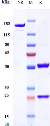 Anti-TfR Reference Antibody (Jr-141) on SDS-PAGE under reducing (R) condition