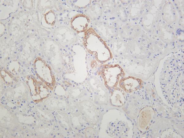 Human kidney was stained with anti-Transferrin Receptor rabbit antibody