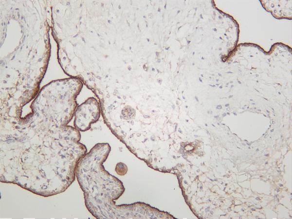 Human placenta was stained with anti-Transferrin Receptor rabbit antibody
