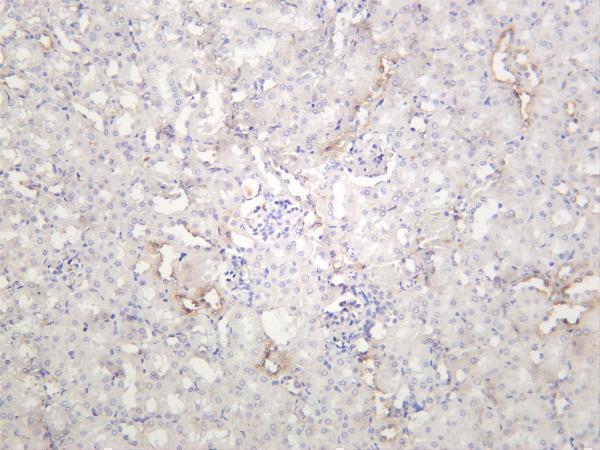 Mouse kidney was stained with anti-Transferrin Receptor rabbit antibody