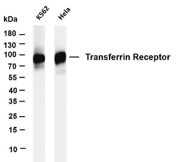 m00591 4 tfrc primary antibodies wb testing 1
