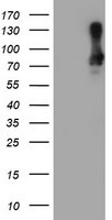 m00592 1 anti samhd1 mouse monoclonal antibody clone id oti1a1 wb testing 1