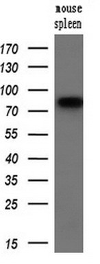 m00592 1 anti samhd1 mouse monoclonal antibody clone id oti1a1 wb testing 3
