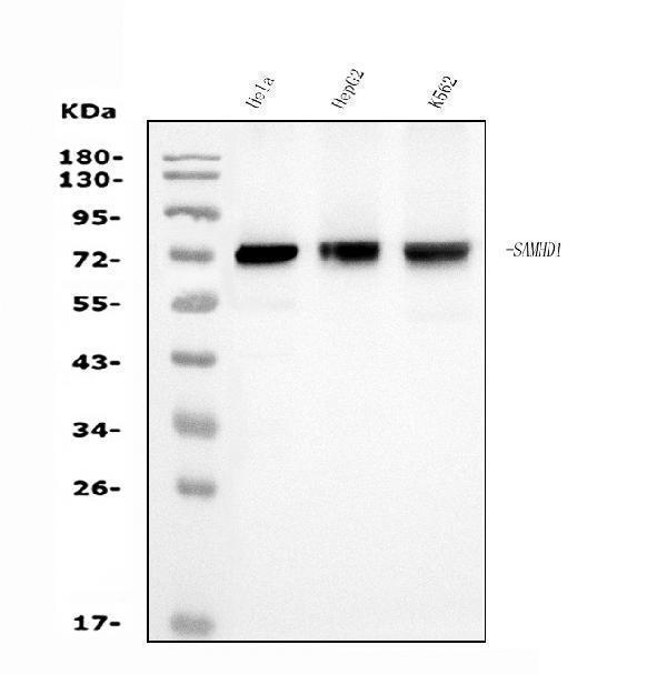 m00592 2 samhd1 primary antibodies wb testing 1