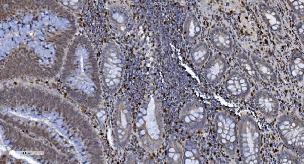  IHC analysis of SAMHD1 using anti-SAMHD1 antibody (M00592-3)