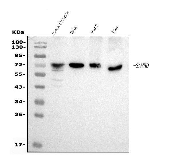  Western blot analysis of SAMHD1 using anti-SAMHD1 antibody (M00592-3)