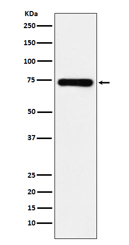 Western blot analysis of SAMHD1 expression in MCF7 cell lysate