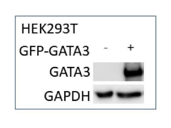 m00593 gata3 custom antibodies wb testing 9