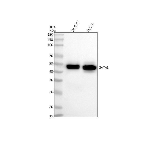 Western blot analysis of GATA3 using anti-GATA3 antibody (M00593)