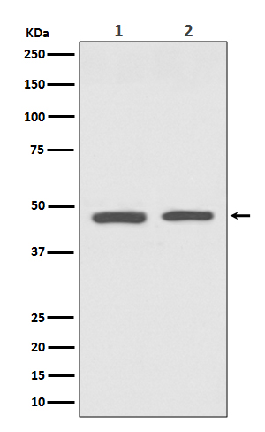 Western blot analysis of GATA3 expression in (1) SH-SY5Y cell lysate; (2) Jurkat cell lysate