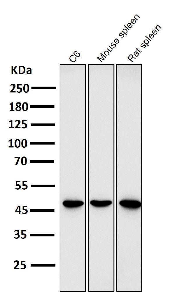 All lanes use the Antibody at 1:2K dilution for 1 hour at room temperature