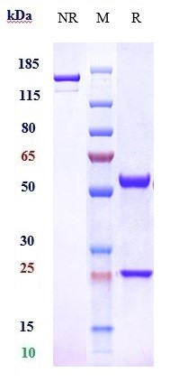 Anti-Adrenomedullin Reference Antibody (enibarcimab) on SDS-PAGE under reducing (R) condition