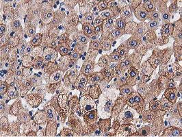 m00595 1 anti hdac6 mouse monoclonal antibody clone id oti3e7 ihc testing 10