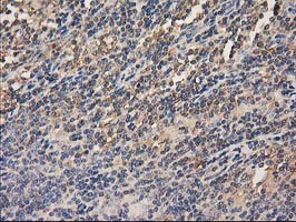 m00595 1 anti hdac6 mouse monoclonal antibody clone id oti3e7 ihc testing 7