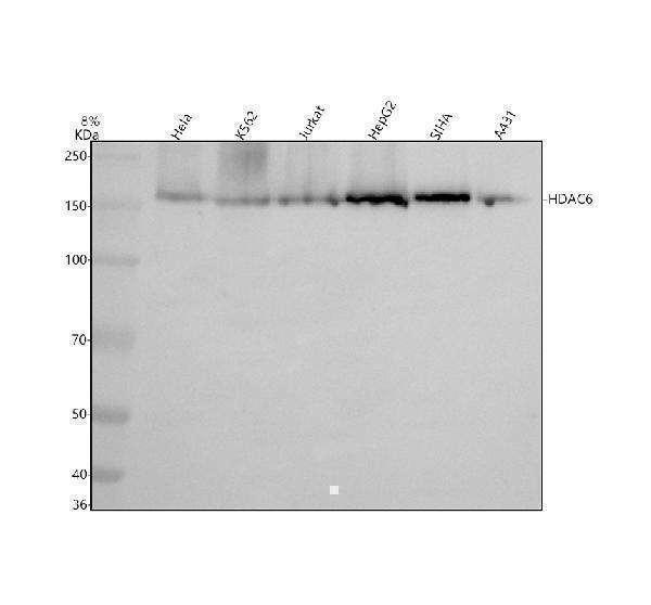 Western blot analysis of HDAC6 using anti-HDAC6 antibody (M00595)