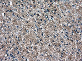 m00597 2 anti cd26 dpp4 mouse monoclonal antibody clone id oti11d7 ihc testing 5