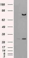 m00597 2 anti cd26 dpp4 mouse monoclonal antibody clone id oti11d7 wb testing 1