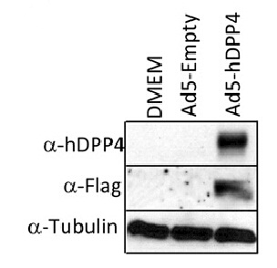 m00597 2 anti cd26 dpp4 mouse monoclonal antibody clone id oti11d7 wb testing 3