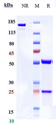 Anti-DPP4/CD26 Reference Antibody (begelomab) on SDS-PAGE under reducing (R) condition