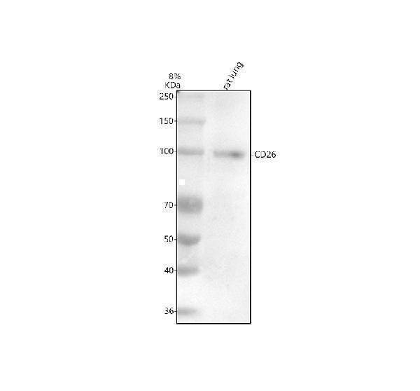Western blot analysis of CD26 using anti-CD26 antibody (M00597)