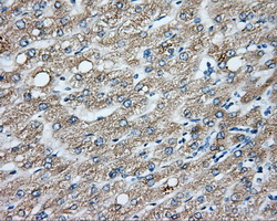 m00598 1 anti cytochrome p450 1a2 cyp1a2 mouse monoclonal antibody clone id oti6e2 ihc testing 11