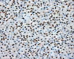 m00598 1 anti cytochrome p450 1a2 cyp1a2 mouse monoclonal antibody clone id oti6e2 ihc testing 3
