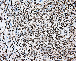 m00598 1 anti cytochrome p450 1a2 cyp1a2 mouse monoclonal antibody clone id oti6e2 ihc testing 4