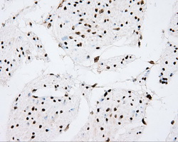 m00598 1 anti cytochrome p450 1a2 cyp1a2 mouse monoclonal antibody clone id oti6e2 ihc testing 7