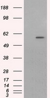 m00598 1 anti cytochrome p450 1a2 cyp1a2 mouse monoclonal antibody clone id oti6e2 wb testing 1