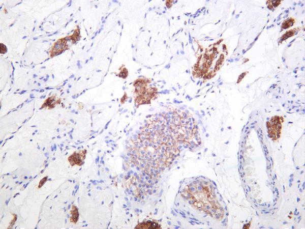 Human testis was stained with anti-Connexin 43 rabbit antibody