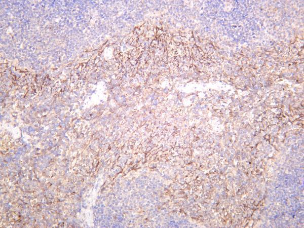 Mouse spleen was stained with anti-Connexin 43 rabbit antibody