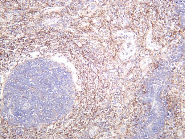 Rat spleen was stained with anti-Connexin 43 rabbit antibody
