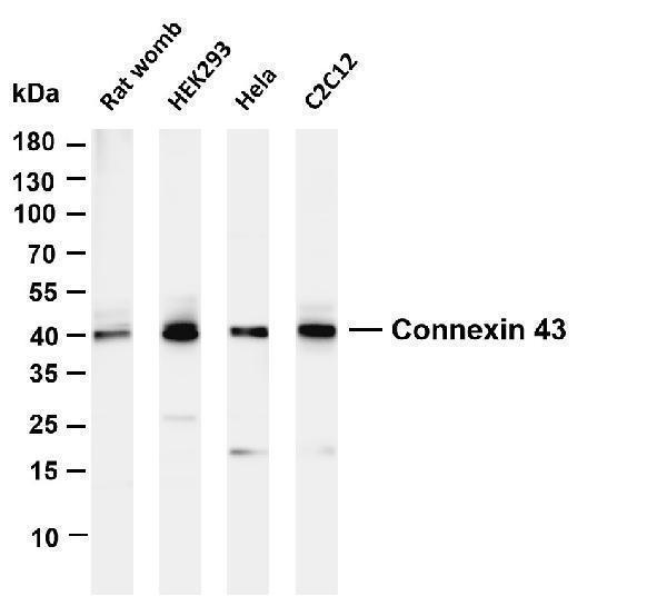 m00599 1 gja1 primary antibodies wb testing 1