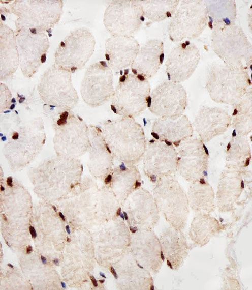 m00600 anti ppara antibody ihc p testing 3